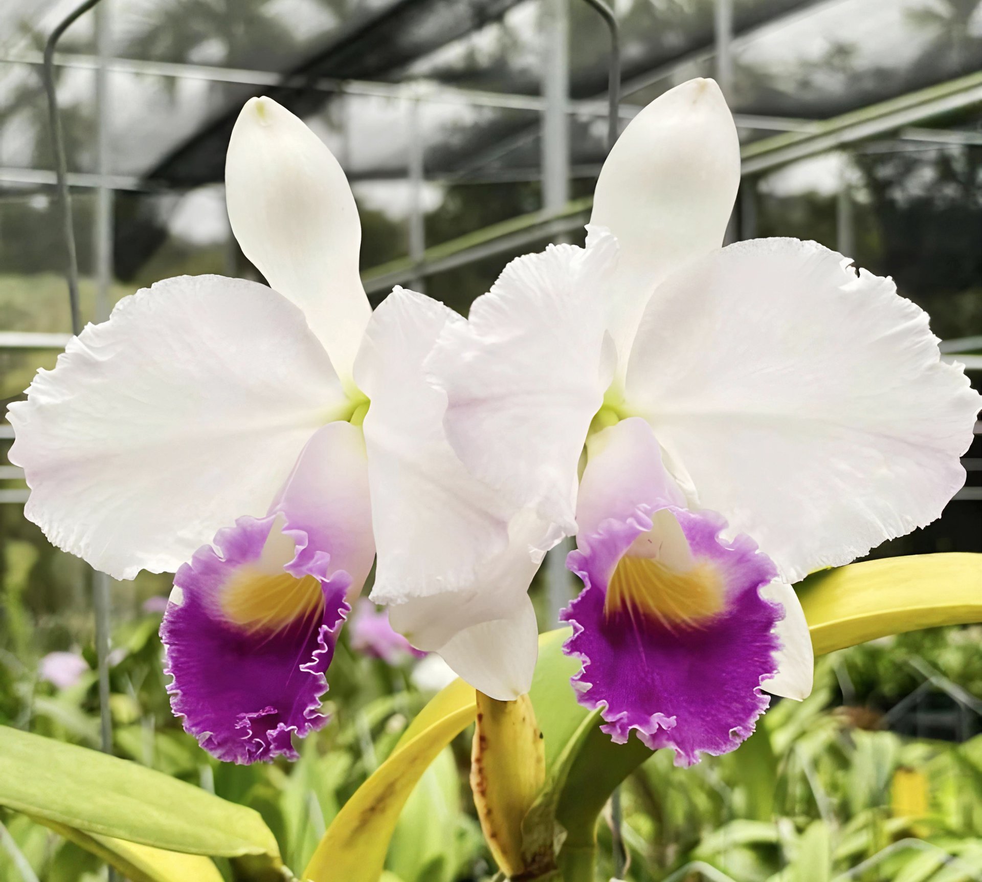 Cattleya trianaei x sib (coerulea x coerulea splash) 2