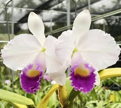 Cattleya trianaei x sib (coerulea x coerulea splash)