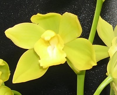 Cym.Yi-Ying Golden Dragon X Cym.Sweet Heart'Fragrant Orchids'