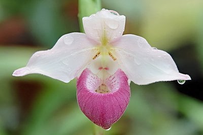 Paph.Cardinale x besseae (10 plants in)