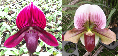 Paph.Yi-Ying Stanta Claul X Paph.Yi-Ying Tricolor Crystal