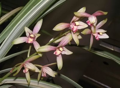 cymbidium ensifolium "Green Fu Long" (variegated)