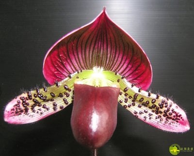 Paph.Yi-Ying Morning Sun x Paph.Yi-Ying Bouncing Flames