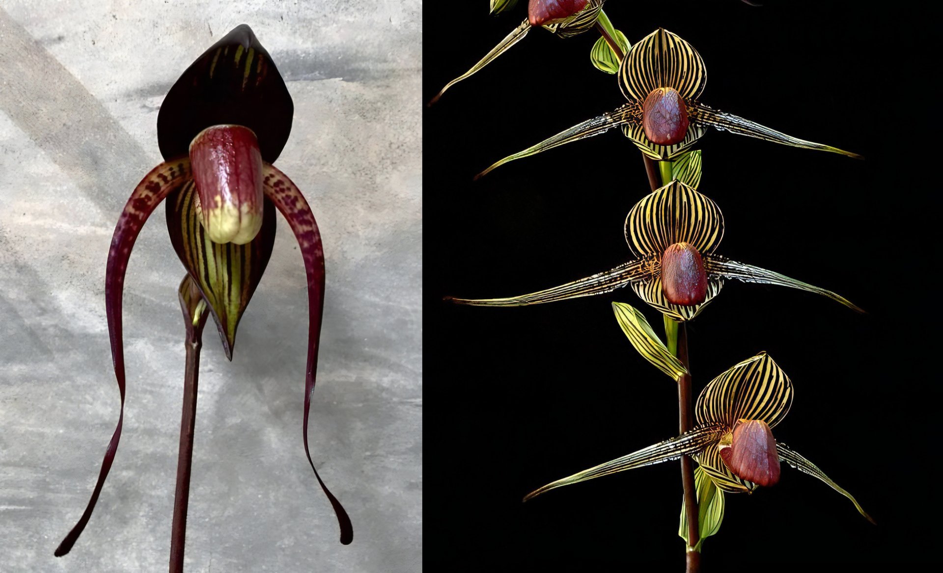 Paph.anitum X Paph.rothschildianum 3
