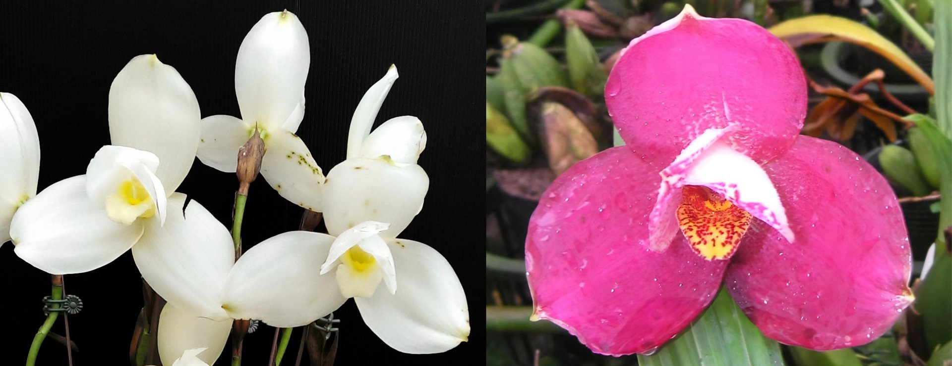 (Lyc.Shoalhaven x Auburn) x (Lyc.Fire Bird x Gayser Gold) 3