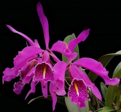 Cattleya maxima rubra ‘Peru Dark’ x self