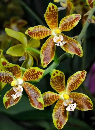 Phal.viridis x sib