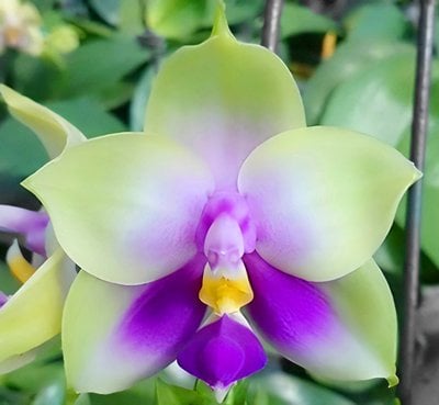 Phal.speciosa Blue x Phal.bellina Blue