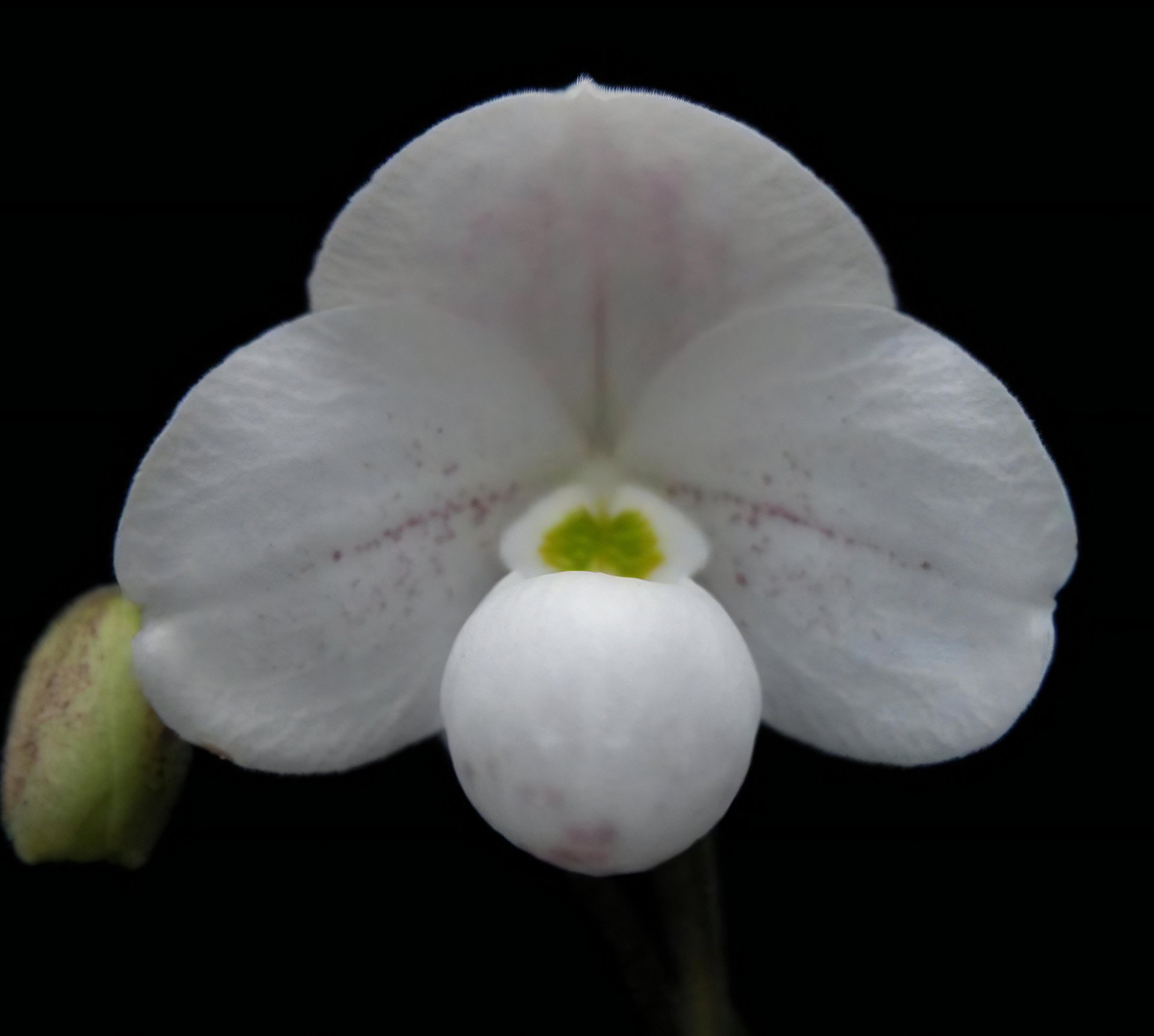 Paph.thaianumxsib