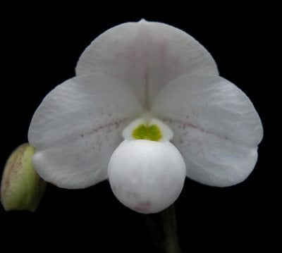 Paph.thaianumｘsib