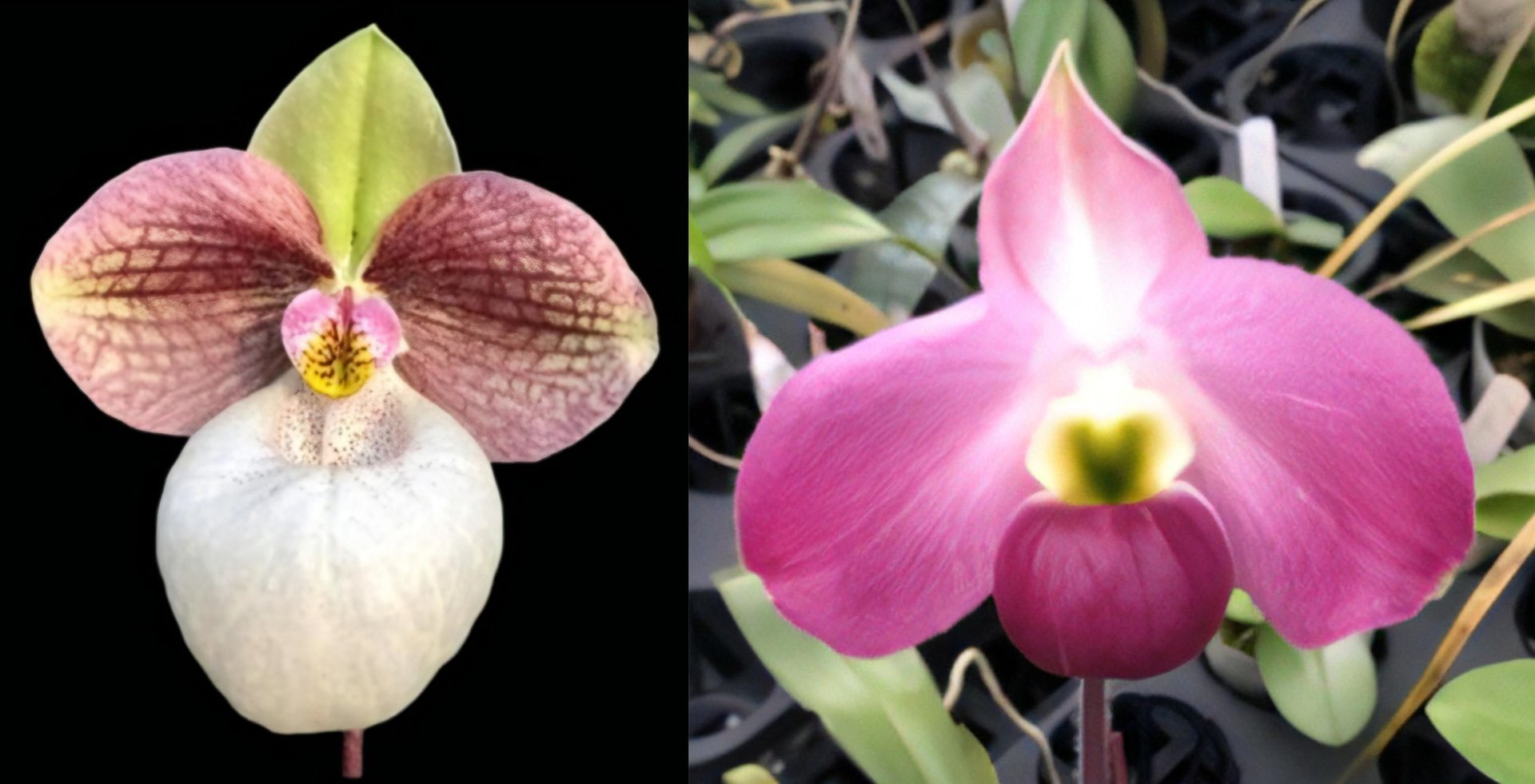 Paph.Micran Magic x Paph.vietnamense 3