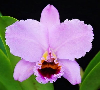 C.percivaliana'Thiago' x self