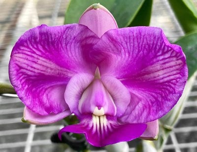 C. walkerian Labeloide"K.S"X self
