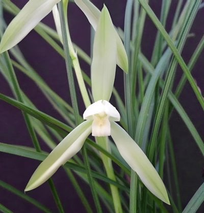 C.Willy Gold x Cym. formosanum var.alba