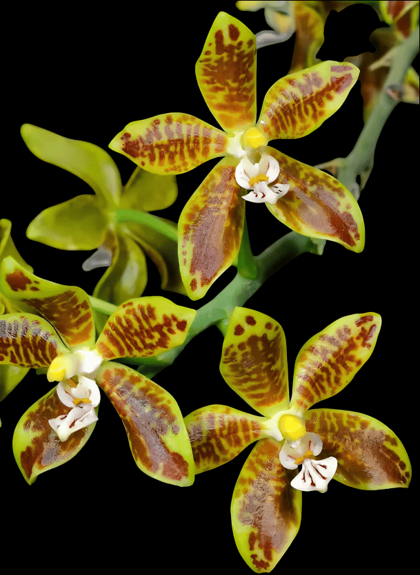 Phal.viridis x sib 2