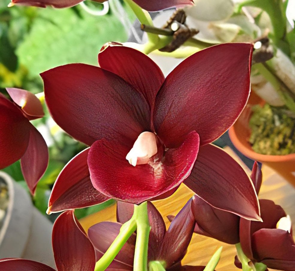 Monnierara Jumbo Delight