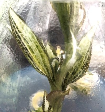Goodyera hispida (heavy variegated)  (10 plants in)