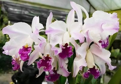 C. mossiae fma. semi-alba flamea 'Angel Feather' x C. mossiae tipo flamea