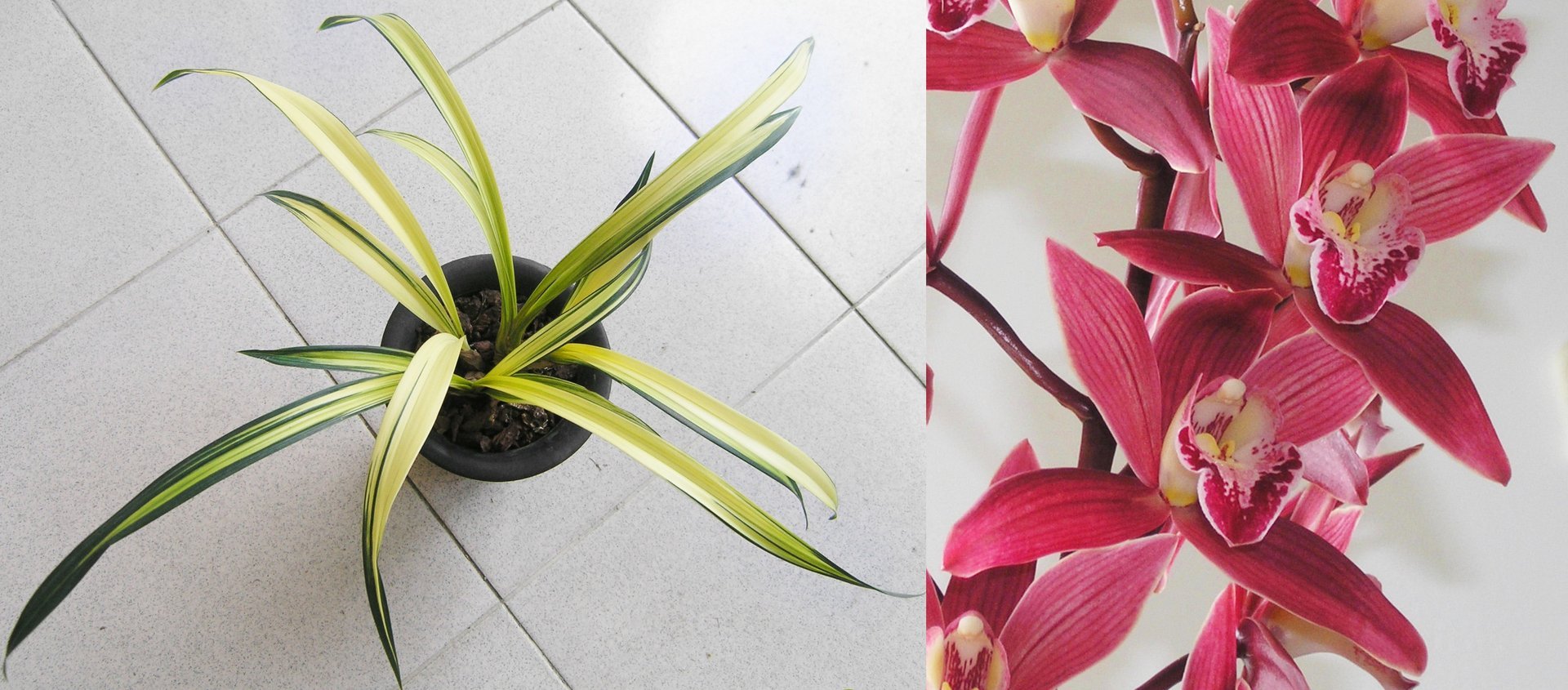 Cym. sinense'Yang Lao' x Cym.Yi-Ying Red Gem 3