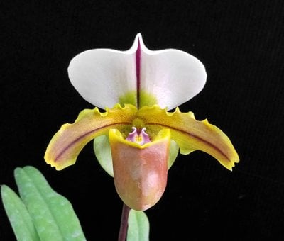 Paph.Bruno