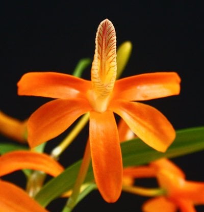 Dendrobium unicum