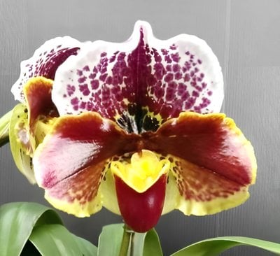 Paph.(Spotted World x Lancer) x Wiedenbrueck Passion