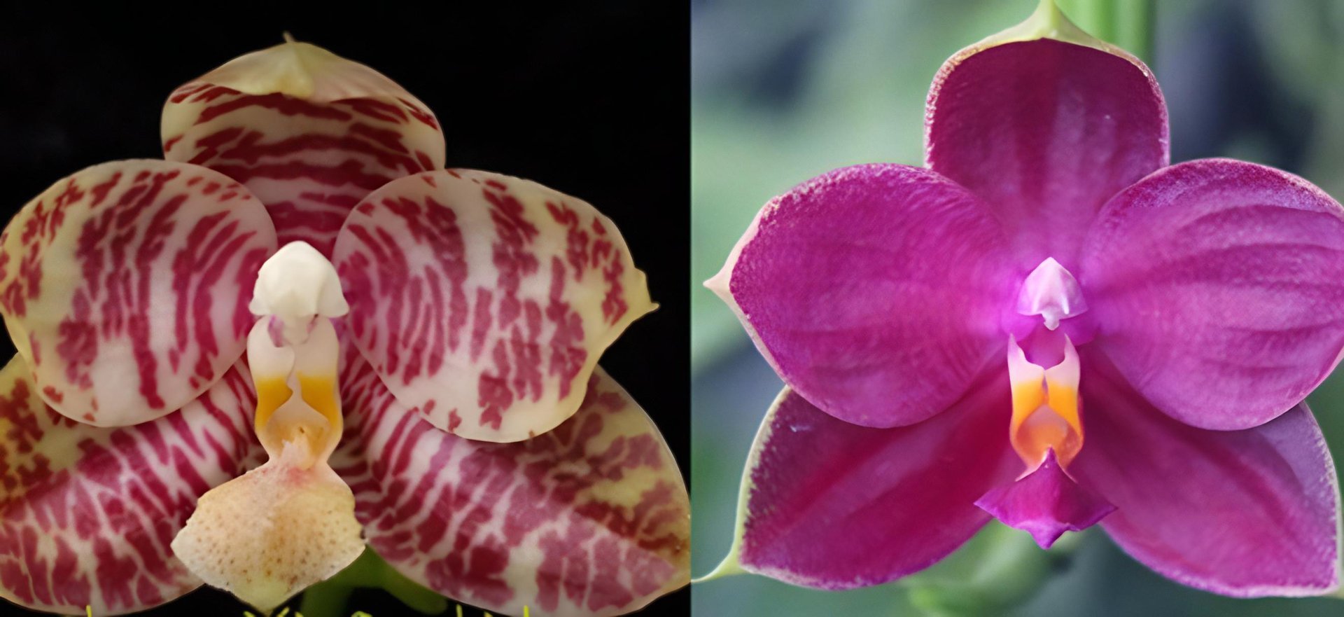 Phal. Zheng Min Diffuse 'Peter #20'  x Phal. Mel's Purple Ruby 'Peter #2'
