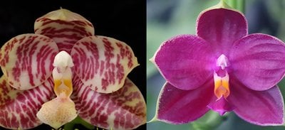 Phal. Zheng Min Diffuse 'Peter #20'  x Phal. Mel's Purple Ruby 'Peter #2'