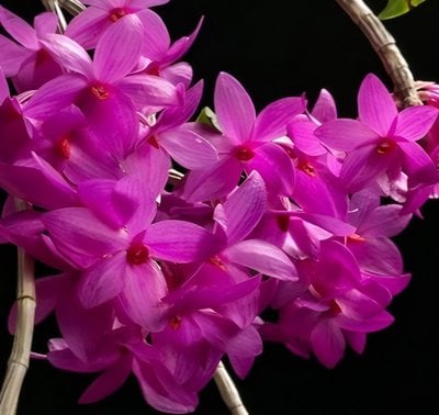 Den.sulawesiense x sib