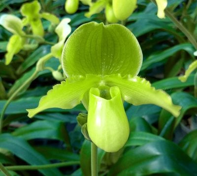 Paph.primulinum x Kamikane Paradise