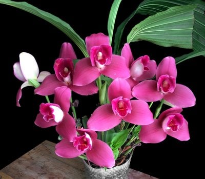 Lyc. Yi-Ying Sakura