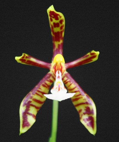 Phalaenopsis mannii
