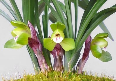 Cymbidium goeringii” Da Fu Guei”