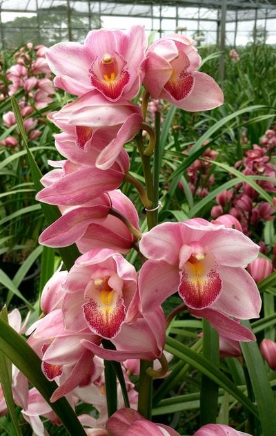 Valley flower 'cherry ripe'