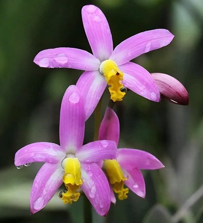 Cattleya longipes