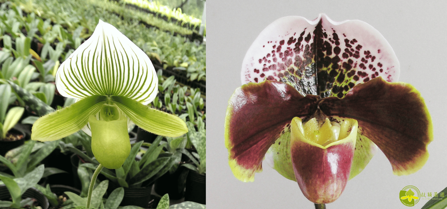 Paph.Yi-Ying Green Coral x Paph.Enzan Kitty 3