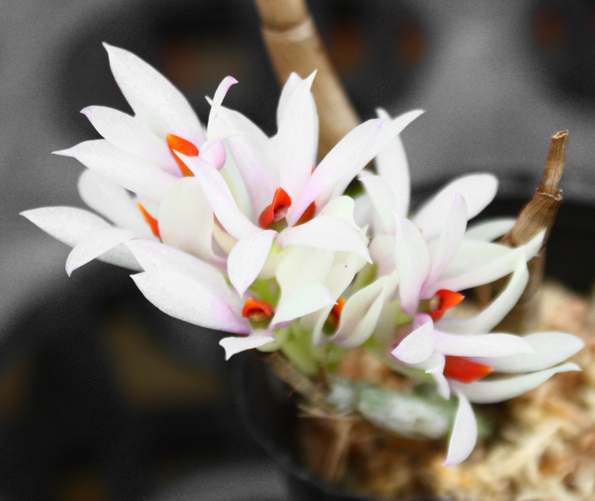 Dendrobium bracteosum 'pink'