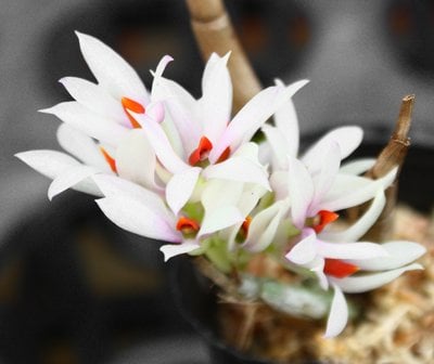 Dendrobium bracteosum 'pink'