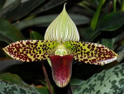 paph.sukhakulii x Paph.philippinense