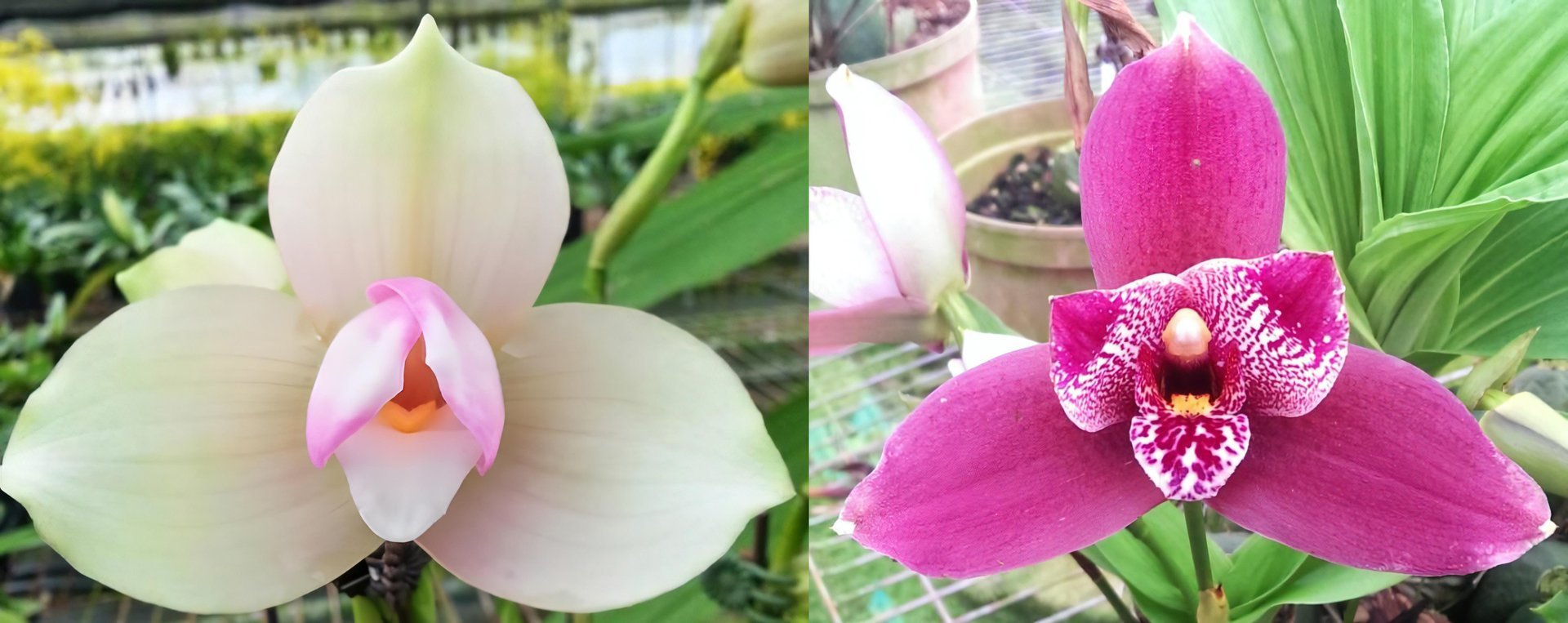 Lyc.Kiama'No 11' X (Lyc.(capicorn x Vulcan) x Angcst.Paul Gripp) 3