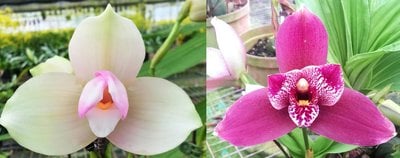 Lyc.Kiama'No 11' X (Lyc.(capicorn x Vulcan) x Angcst.Paul Gripp)