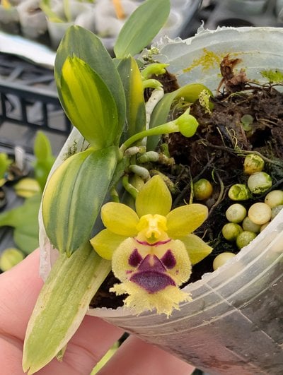 Haraella retrocalla (heavy variegated)