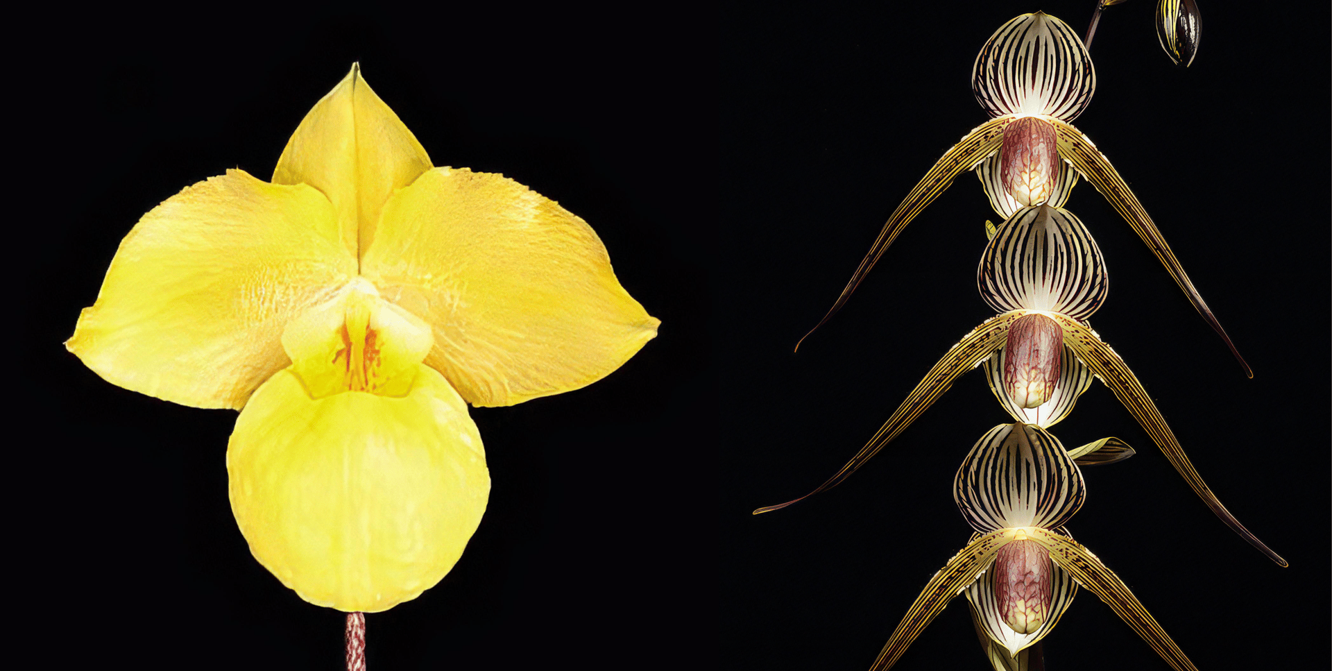 Paph.armeniacum X Paph. Lady Rothschild 3