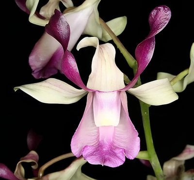 Den.taurinum x sib