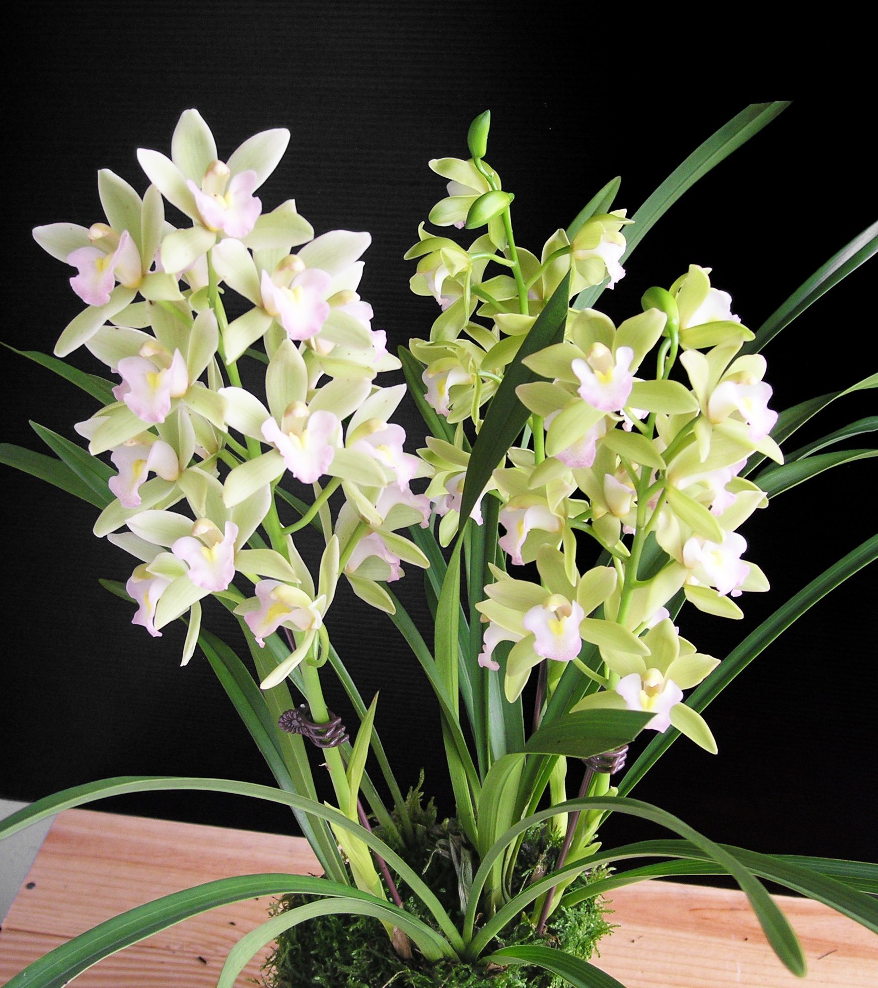 Cym.Sweet Heart'Fragrant Orchids' 2
