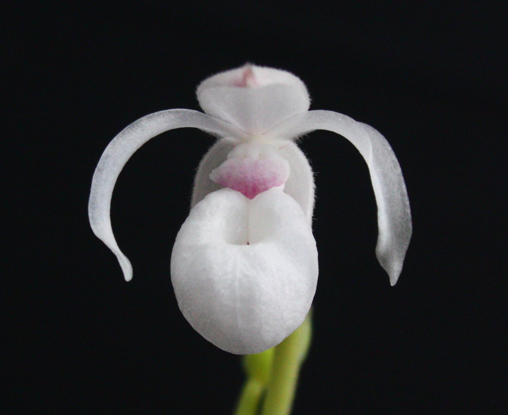 Mexipedium xerophyticum
