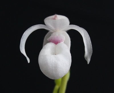Mexipedium xerophyticum