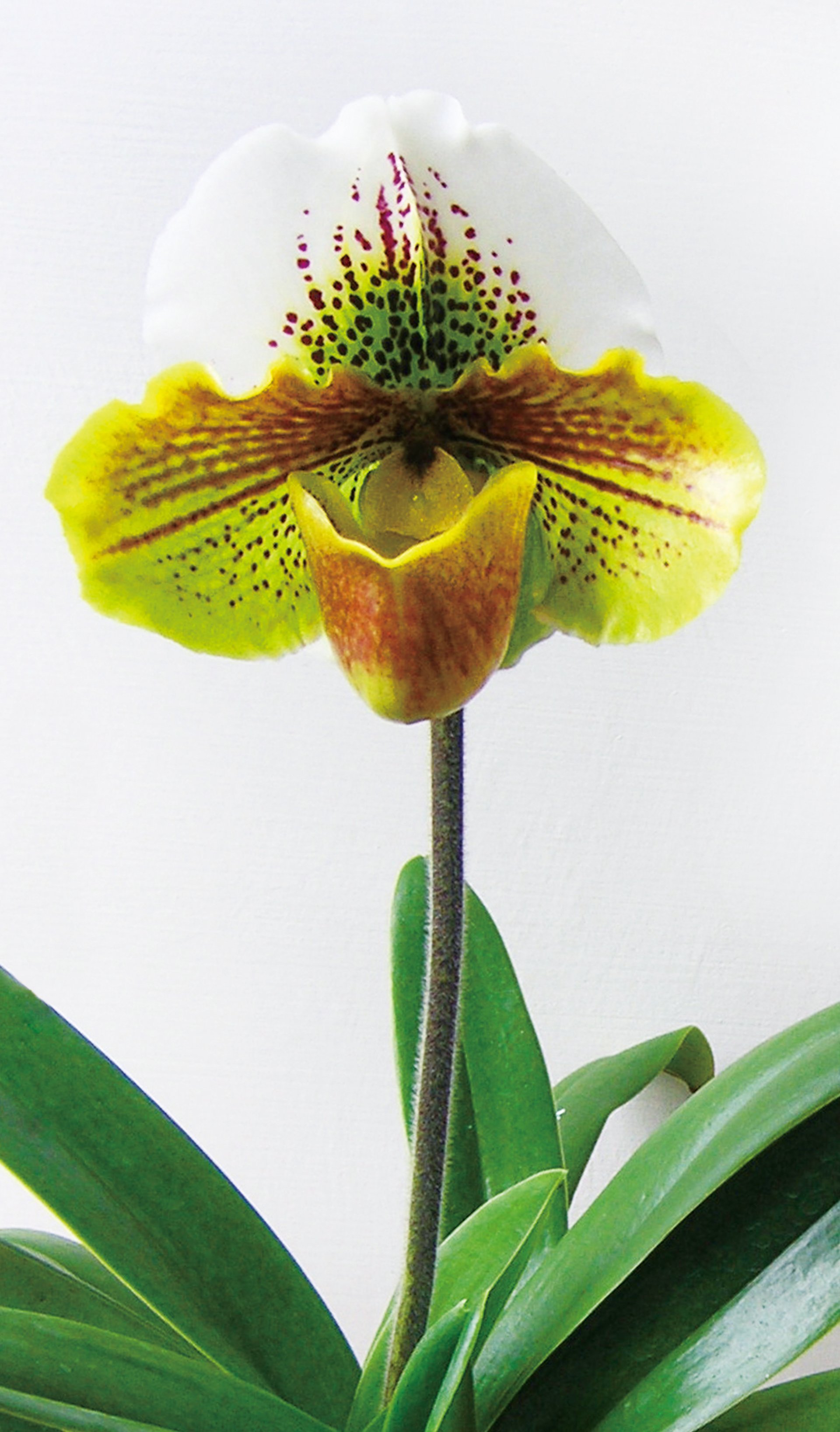 Paph.Yi-Ying Colorful Clouds(Clone) 2