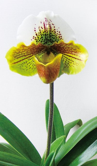 Paph.Yi-Ying Colorful Clouds(Clone)
