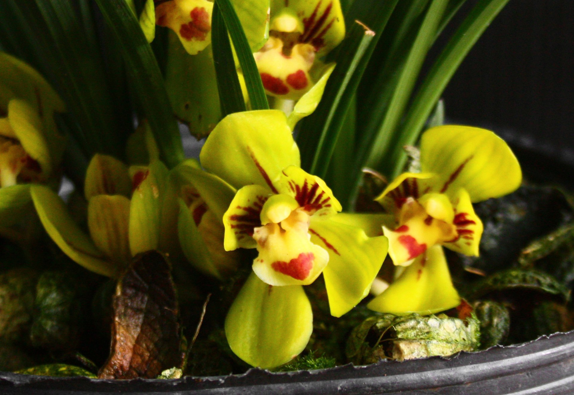 Cymbidium goeringii”Golden Da Fu Guei”
